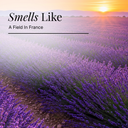 Lavender Pure Essential Oil